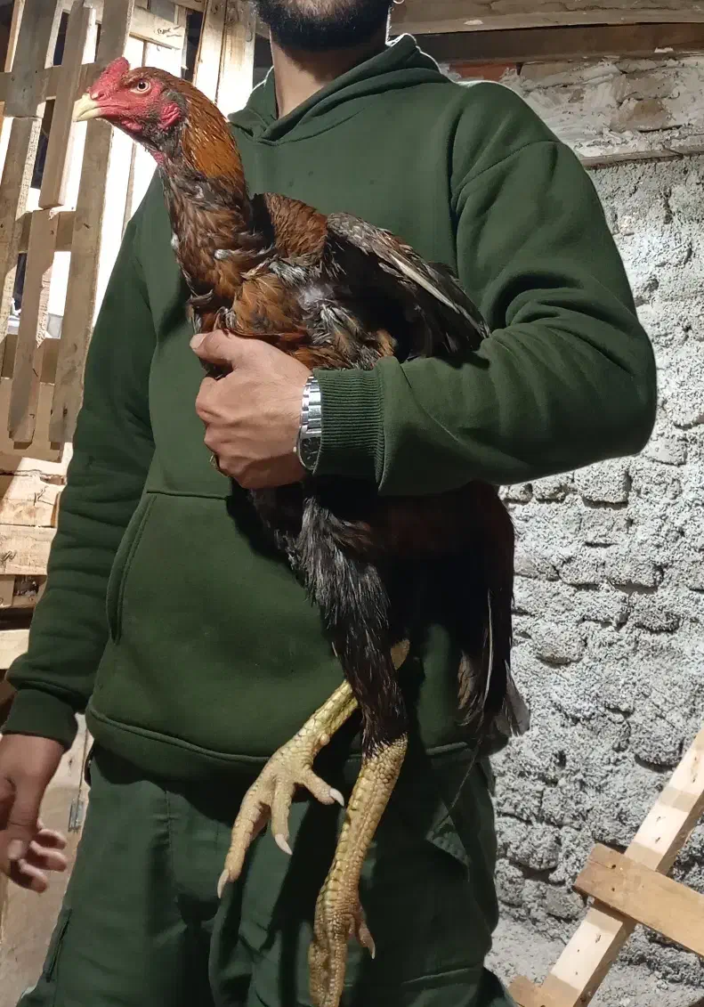 خروس جوجه کش|پرنده|بندر گز, |دیوار