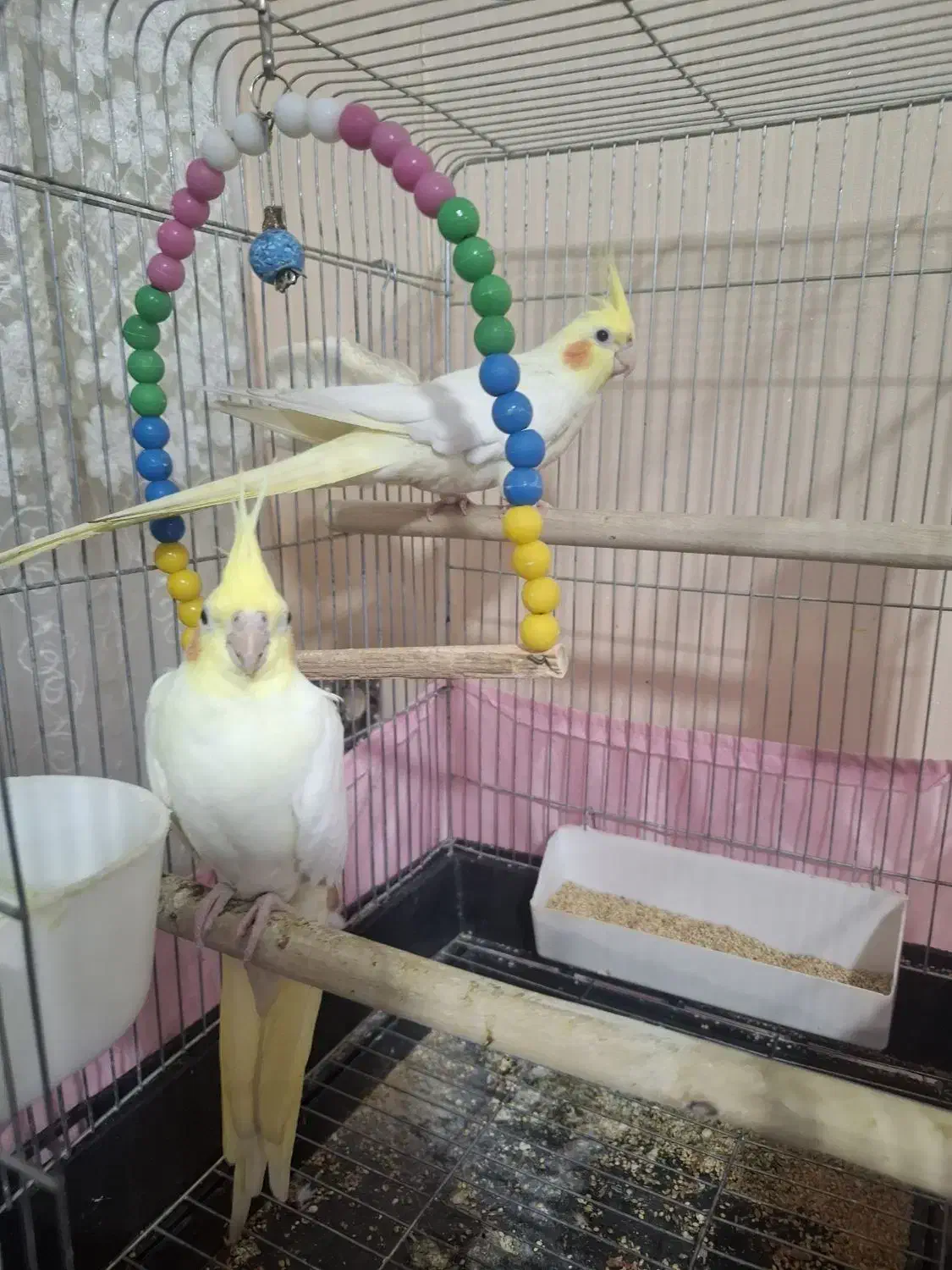 عروس هلندی|پرنده|قرچک, مهدیه|دیوار