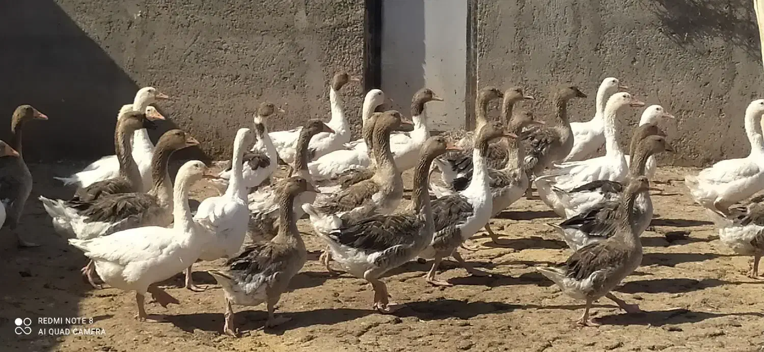 غاز|حیوانات مزرعه|ساوه, |دیوار