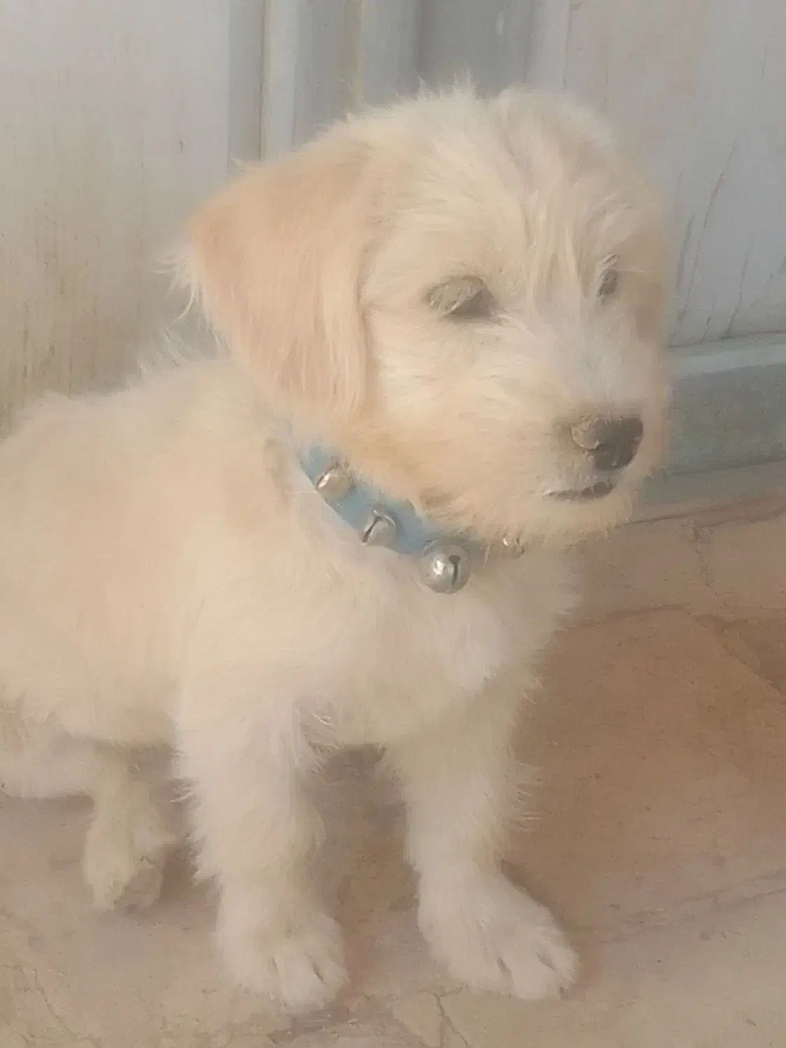 سگ فروشی|سگ|آباده, |دیوار