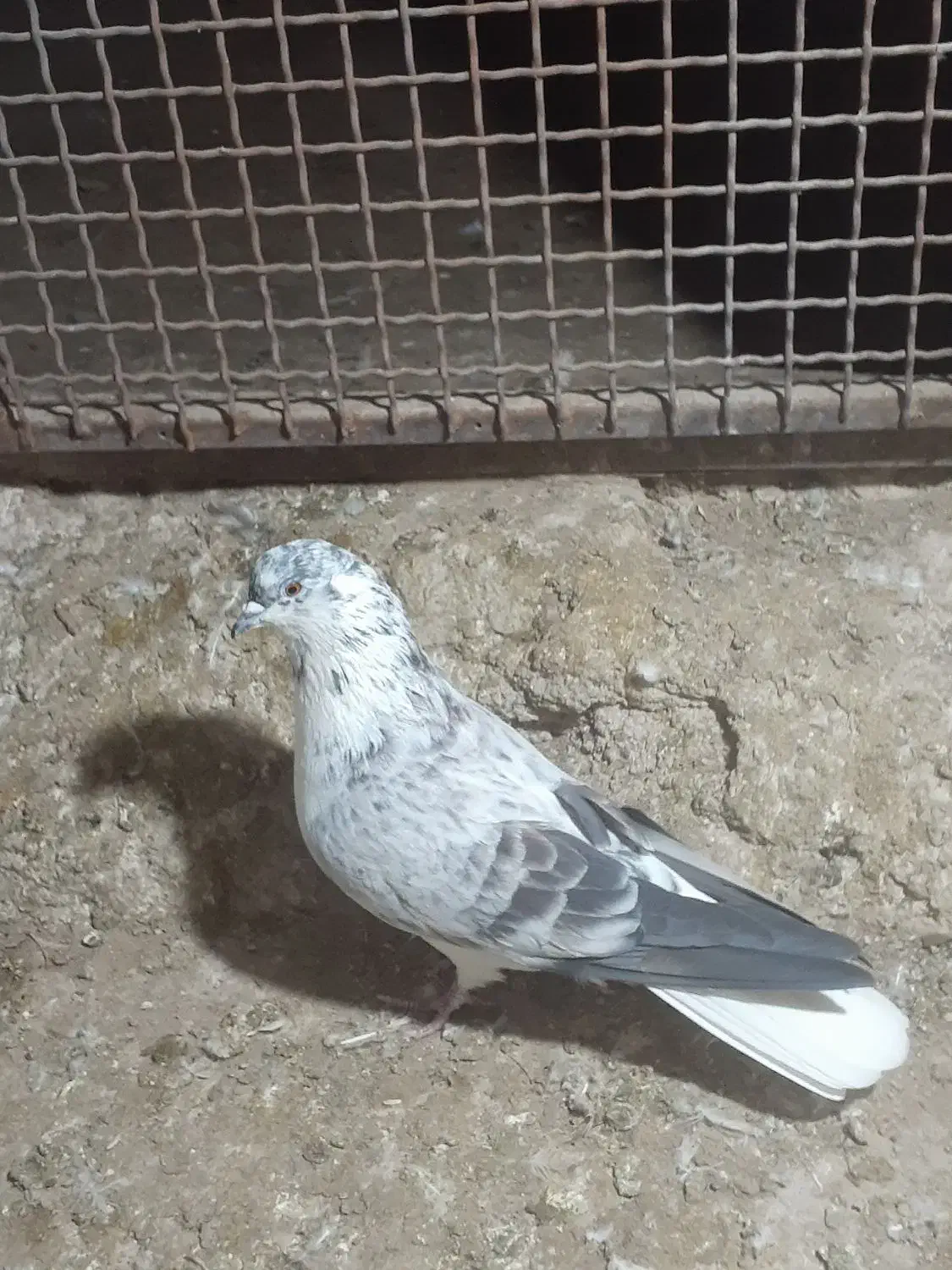 کفتر قاره دم سفید|پرنده|سراب, |دیوار