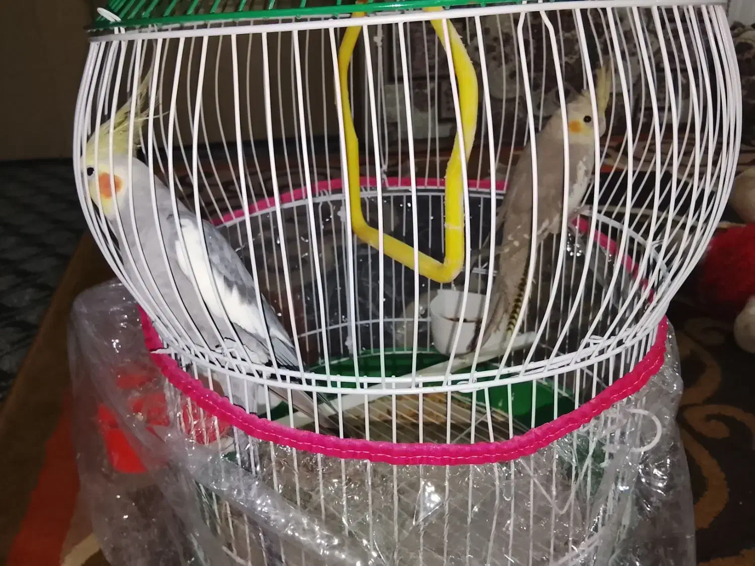 پرنده عروس هلندی|پرنده|قائم‌شهر, |دیوار