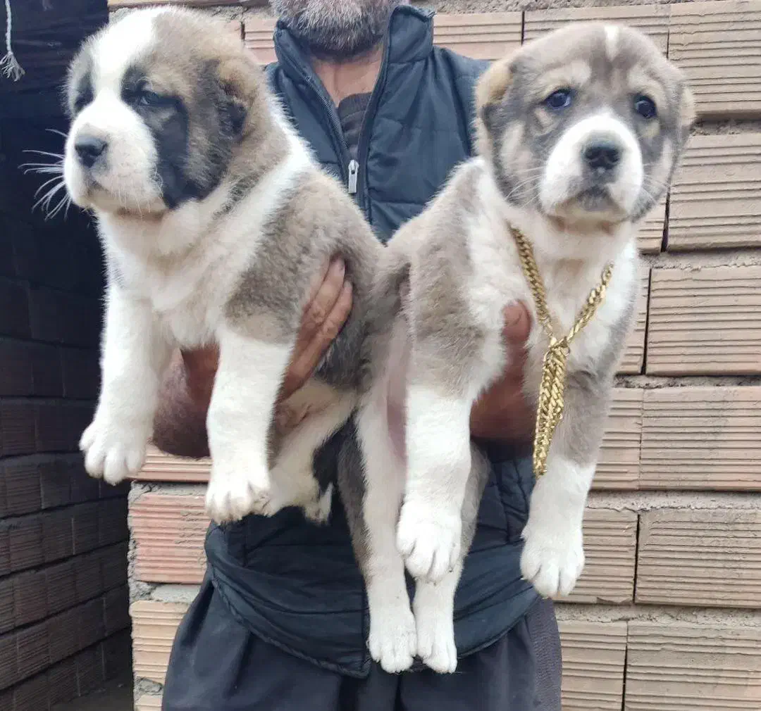 توله سگ و بالغ الابای روس نگهبان وارداتی|سگ|تهران, صادقیه|دیوار