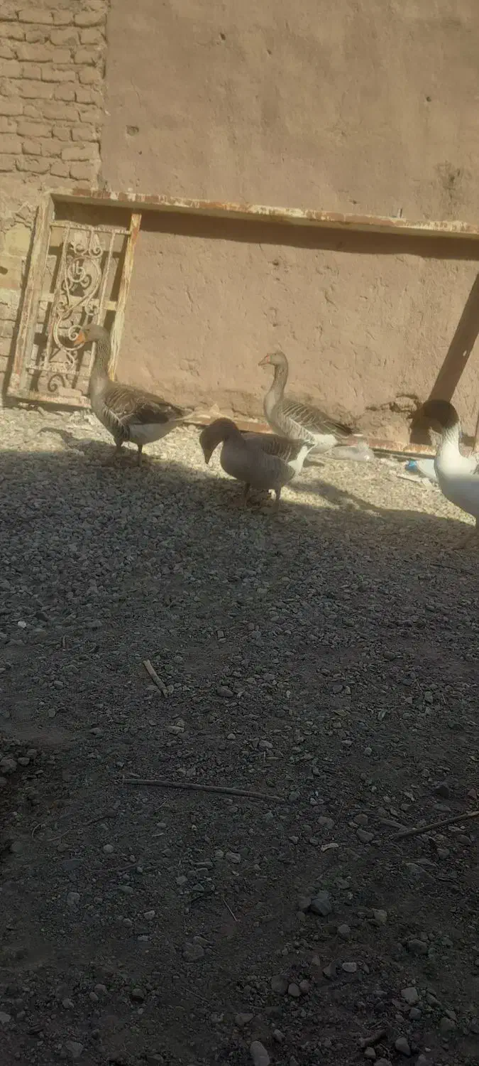 غاز بالغ|حیوانات مزرعه|گنبکی, |دیوار