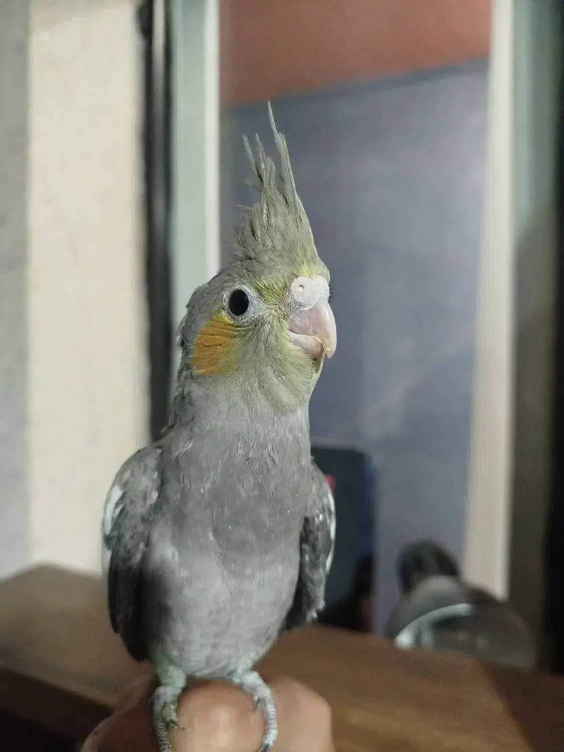 عروس هلندی رام|پرنده|هشتگرد, مدرس|دیوار