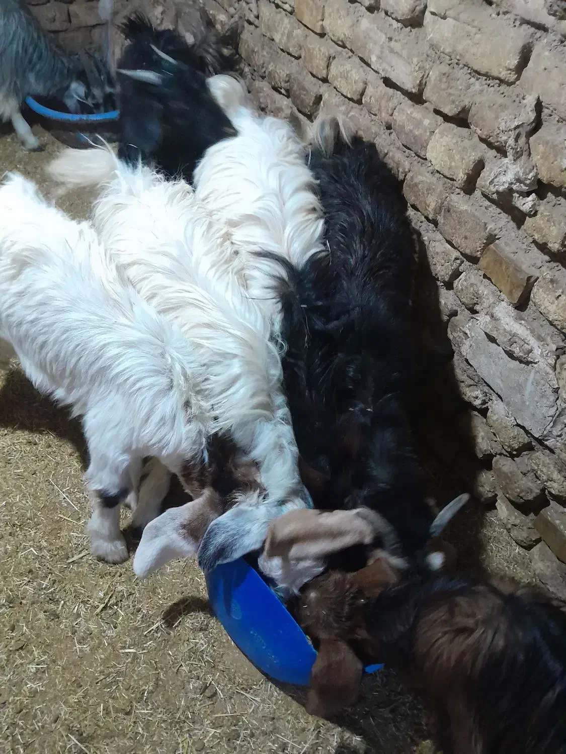 بزغاله|حیوانات مزرعه|سمنان, |دیوار