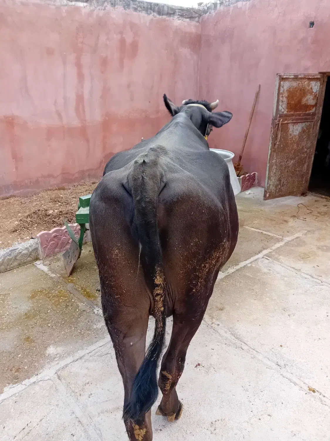 گاو|حیوانات مزرعه|خاوه, |دیوار