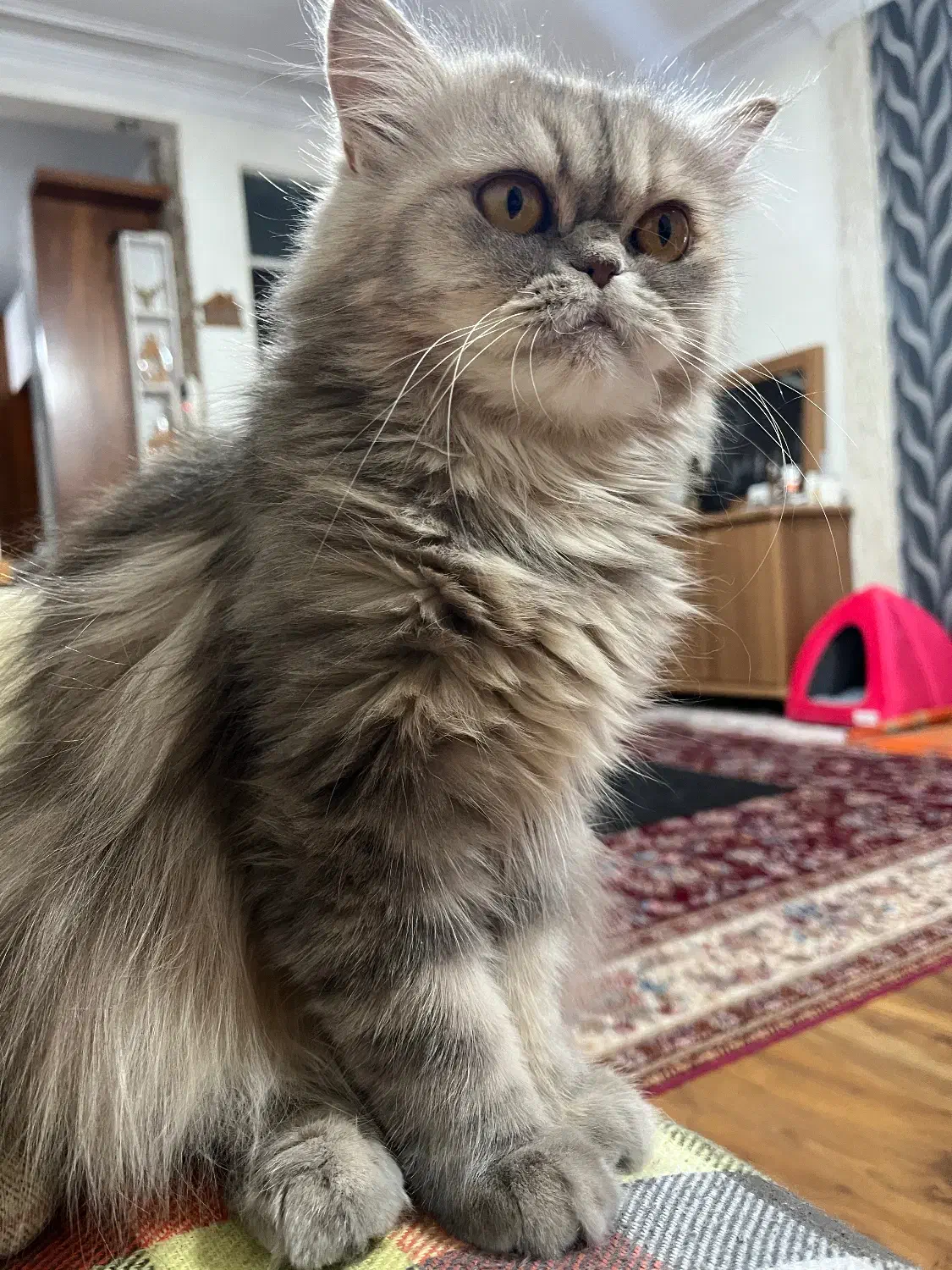 فروش گربه نژاد دار دو رگه پرشین بیریتیش|گربه|تهران, جوادیه تهرانپارس|دیوار