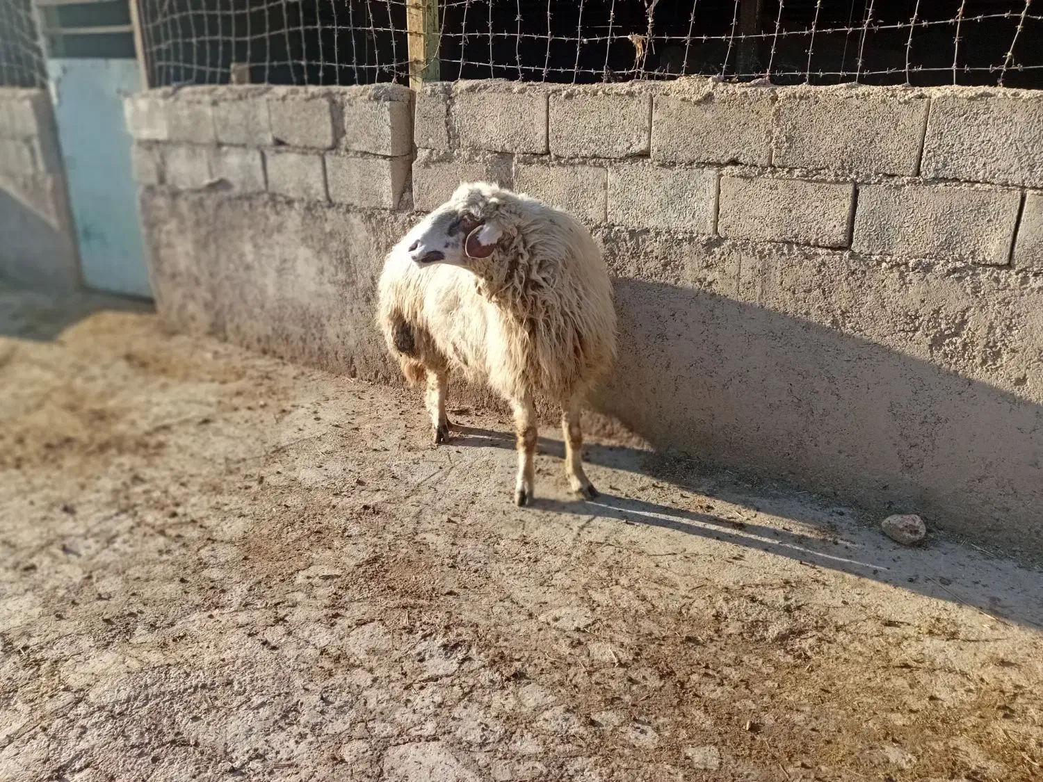 قوچ چاق جوان|حیوانات مزرعه|چرداول, |دیوار