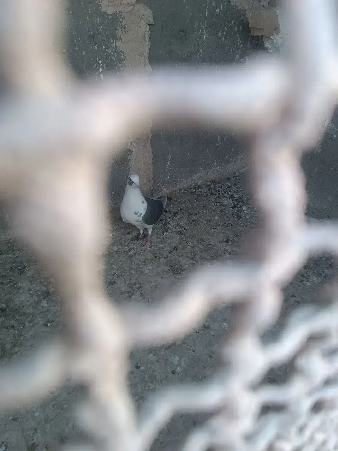 کبوتر|پرنده|نیشابور, سرآب کوشک|دیوار