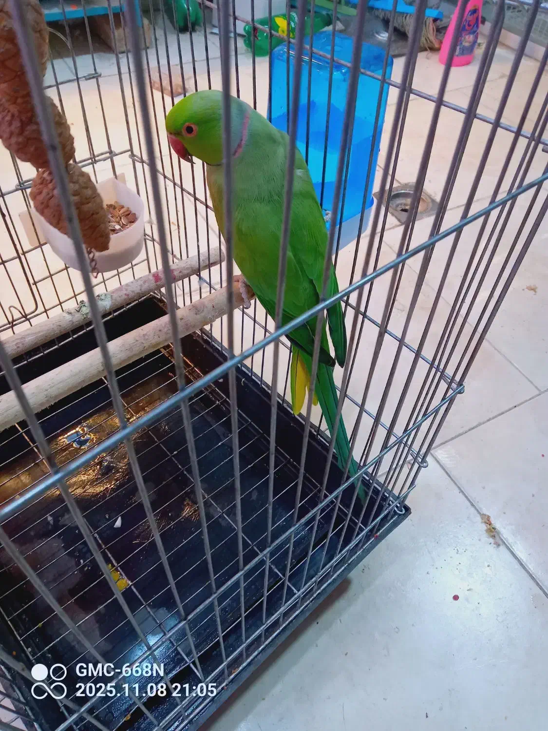 طوطی ملنگو نر|پرنده|شهریار, شهرک امیریه|دیوار