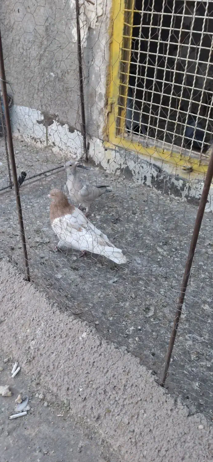 ،...‌کله زرد زات عالی حیون پرش سار اقون فروخته شده|پرنده|تربت‌حیدریه, شهید بهشتی|دیوار