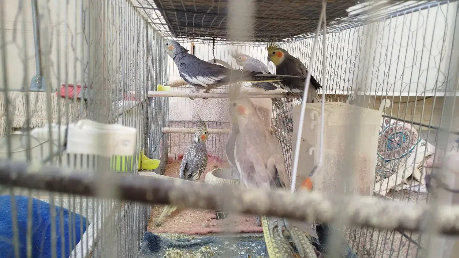 6عدد عروس هلندی بالغ نرو ماده فروشی|پرنده|طبس, |دیوار