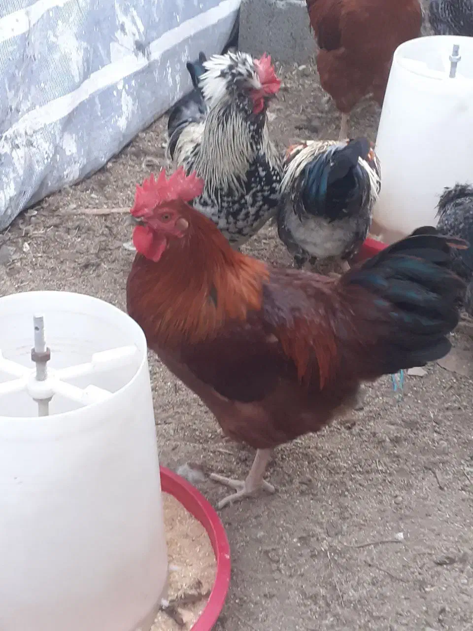 خروس در نژادهای مختلف و خروس سیاه|حیوانات مزرعه|هشتگرد, تهران دشت|دیوار