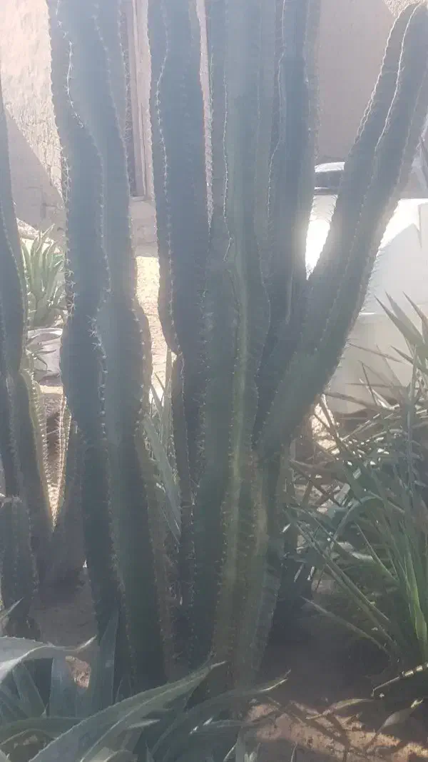 کاکتوس|گل و گیاه طبیعی|آبپخش, |دیوار