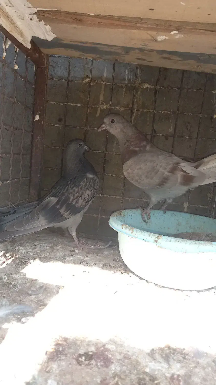 کبوتر پرشی|پرنده|سیرجان, |دیوار