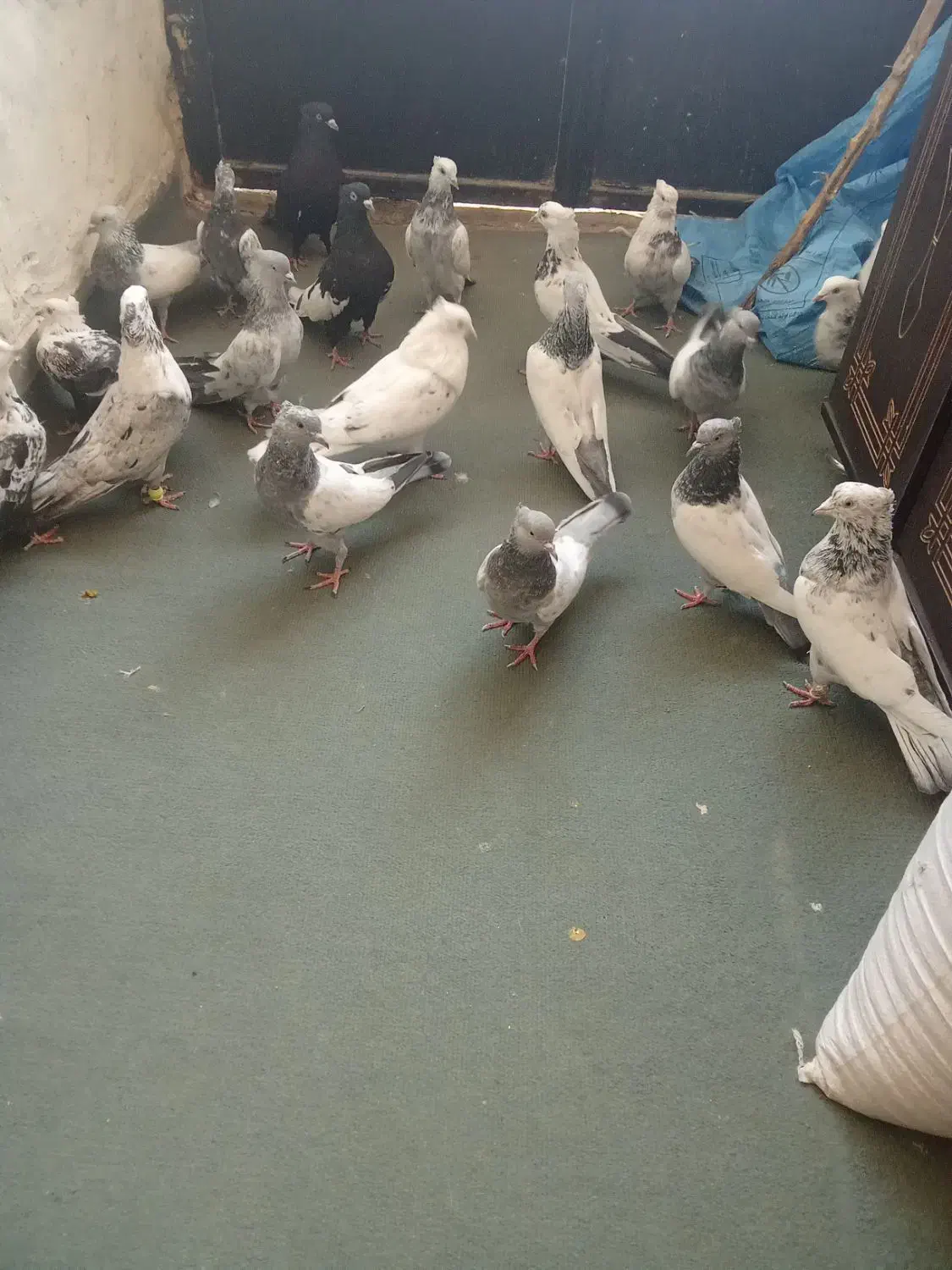 کفتر|پرنده|بیضا, |دیوار