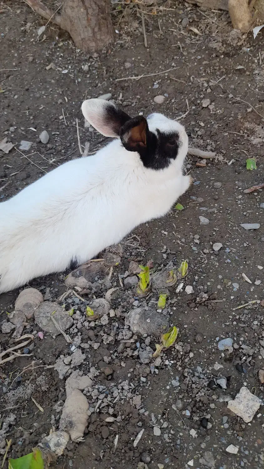 خرگوش|موش و خرگوش|نیشابور, مازول|دیوار