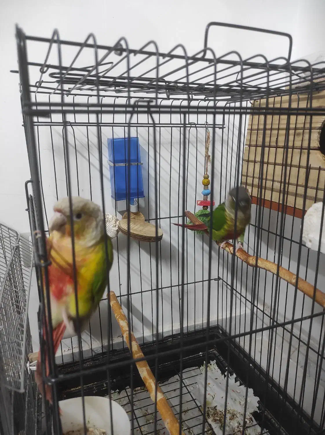 یک جفت مولد|پرنده|رودهن, |دیوار