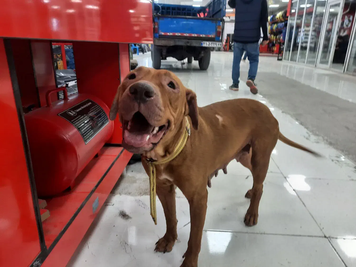 حیوانات گمشده|حیوانات|آبادان, |دیوار