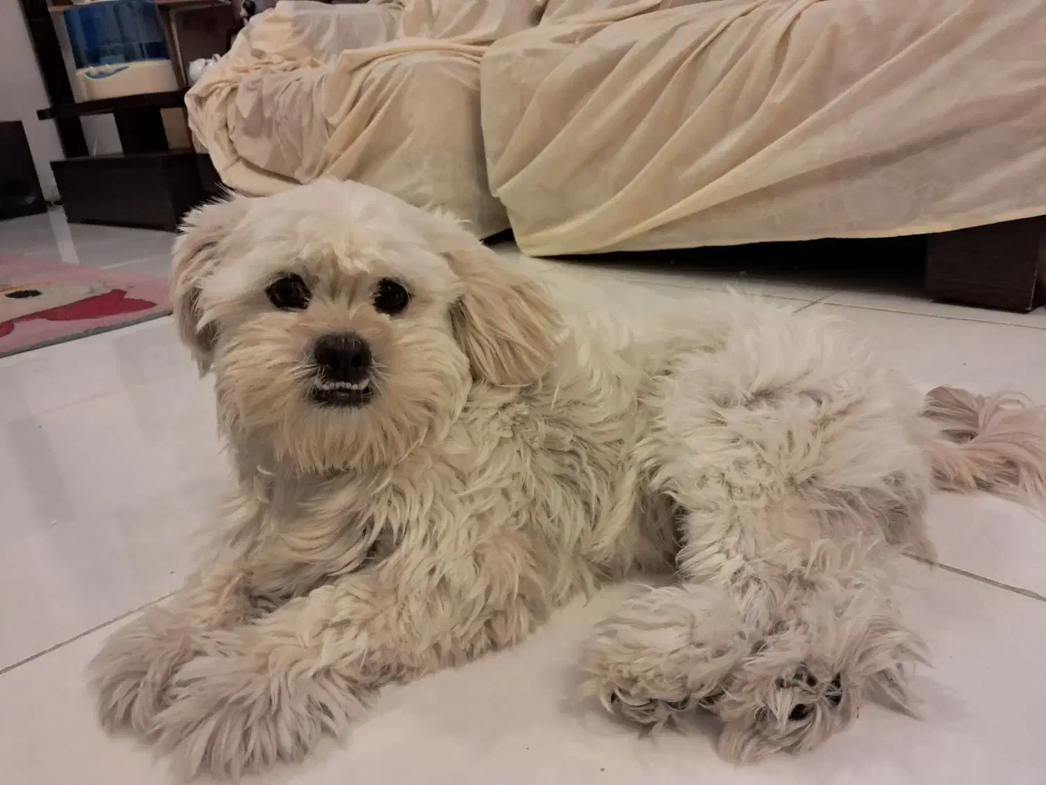 مالتیپودل ماده یکساله با واکسن کامل رایگان|سگ|تهران, تهرانپارس غربی|دیوار