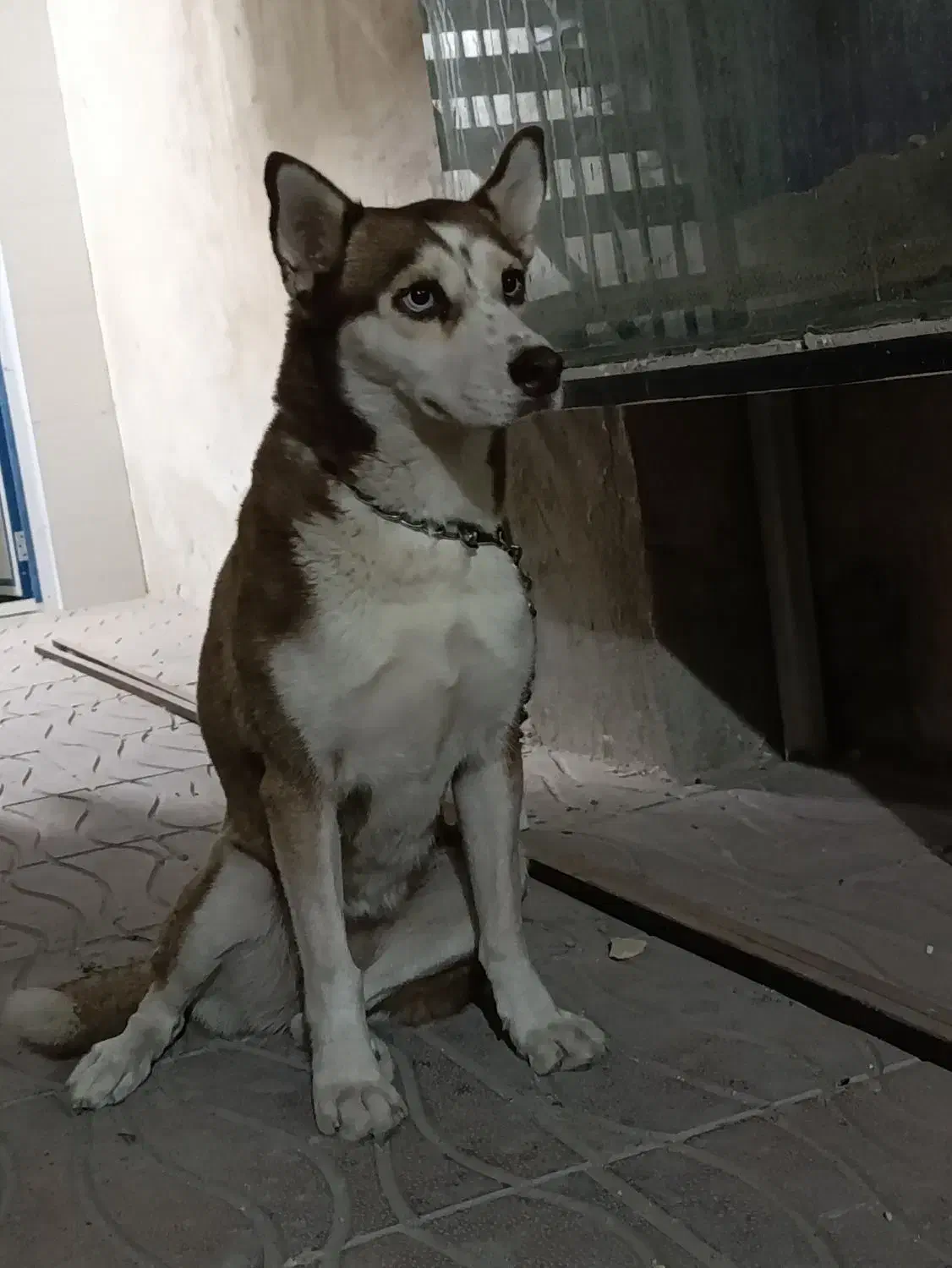 سگ روتوایلر و هاسکی|سگ|بندر کنگان, |دیوار