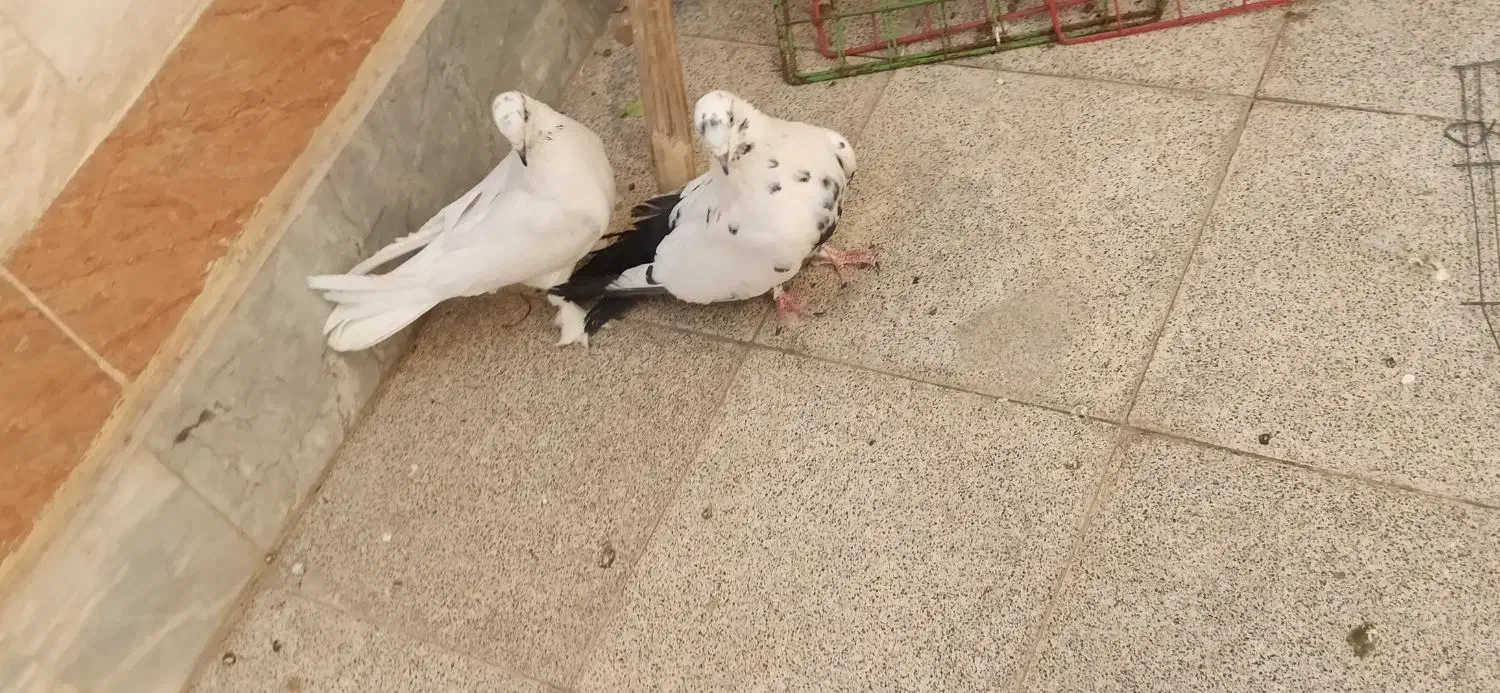 نروماده اصفهانی دم سبز عطیقه|پرنده|اصفهان, زهران|دیوار