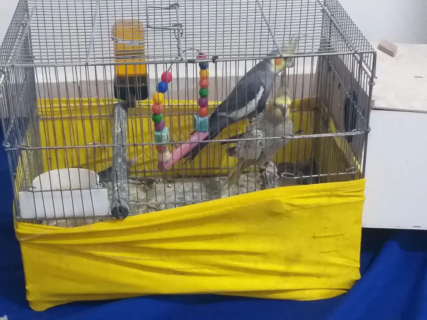 فروش یه جفت عروس هلندی|پرنده|اهواز, کوی رمضان|دیوار