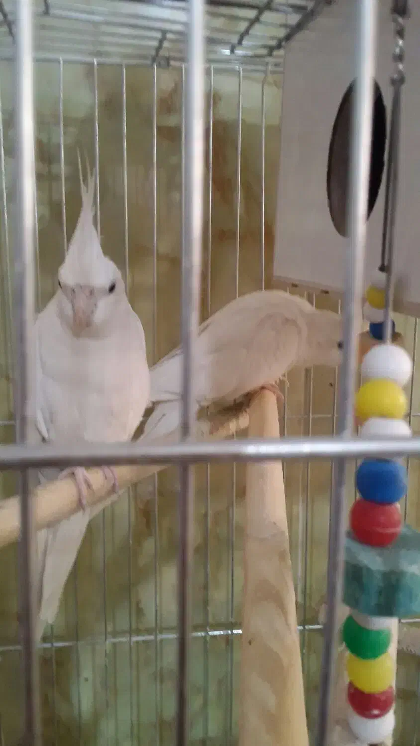 عروس هلندی آلبینو نرو ماده|پرنده|مراغه, |دیوار