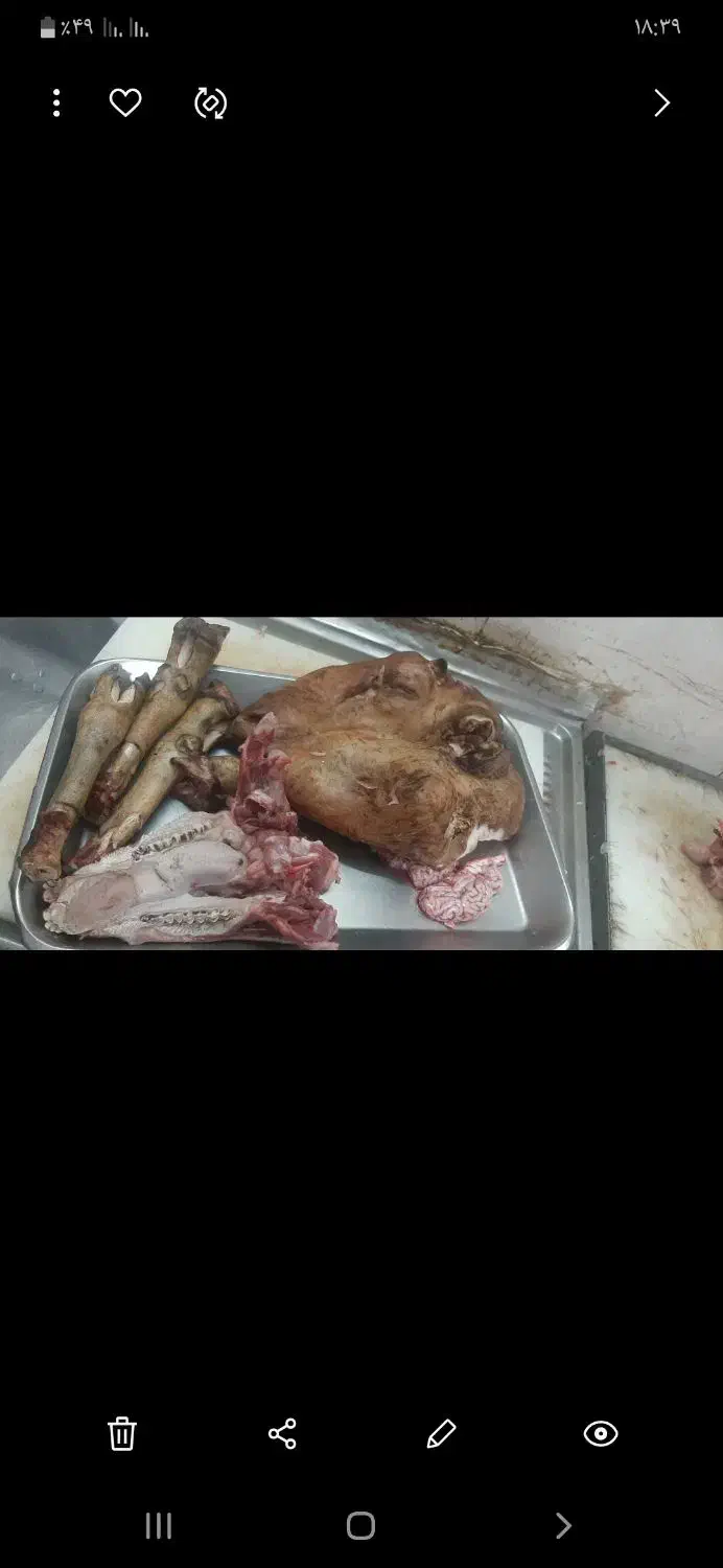 قصاب * گوسفند زنده*سلاخ در محل*کله پاچه پاک میکنیم|خدمات پذیرایی، مراسم|ملایر, |دیوار