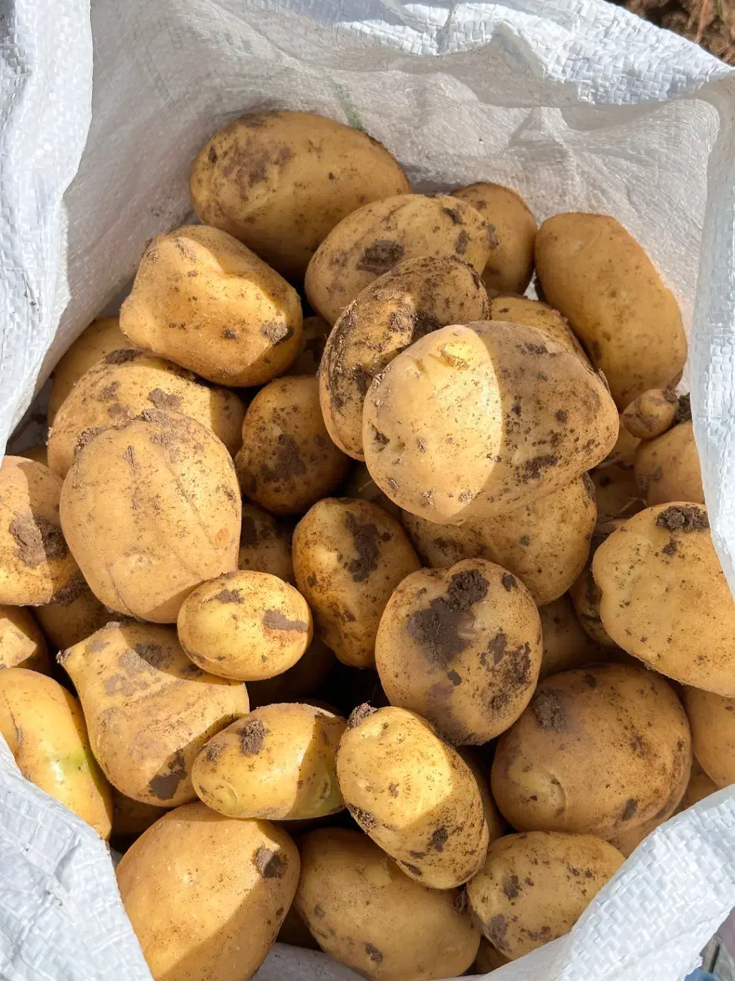 سیب زمینی لوکس بستان آباد|خوردنی و آشامیدنی|بستان آباد, |دیوار