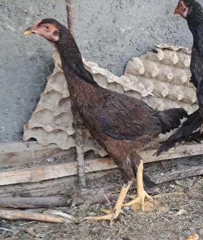 ماده مرغ دشتیاری|حیوانات مزرعه|ایرانشهر, |دیوار