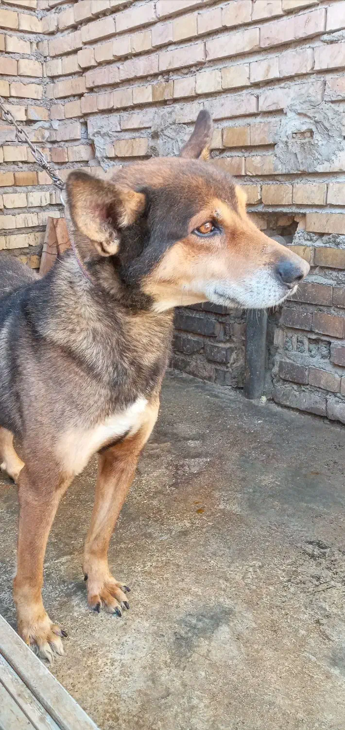 سگ نر ژرمن شیپرد|سگ|گنبد کاووس, |دیوار