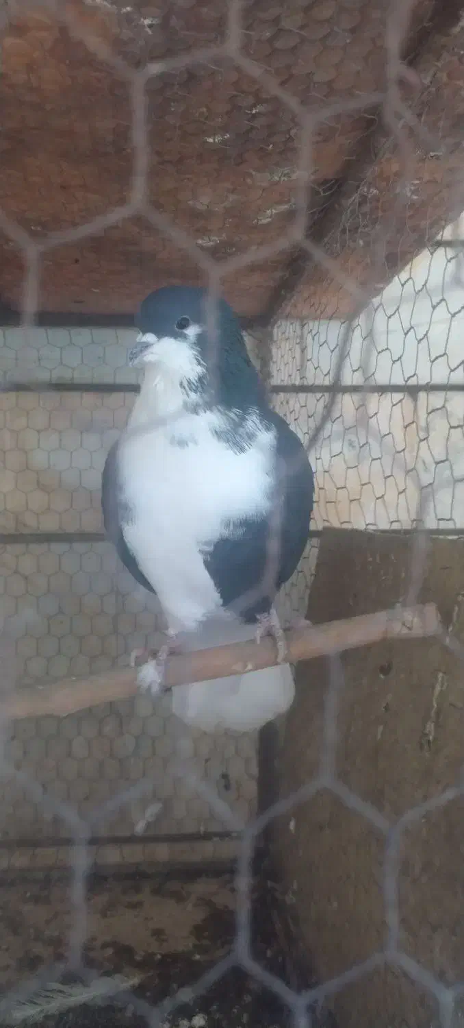 دمگیر|پرنده|اصفهان, مهرآباد|دیوار