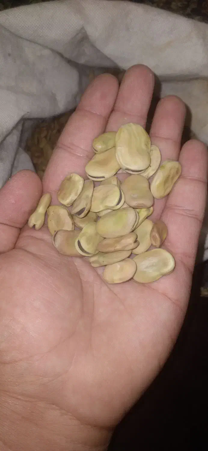 باقلا|خدمات باغبانی و درختکاری|دره شهر, |دیوار