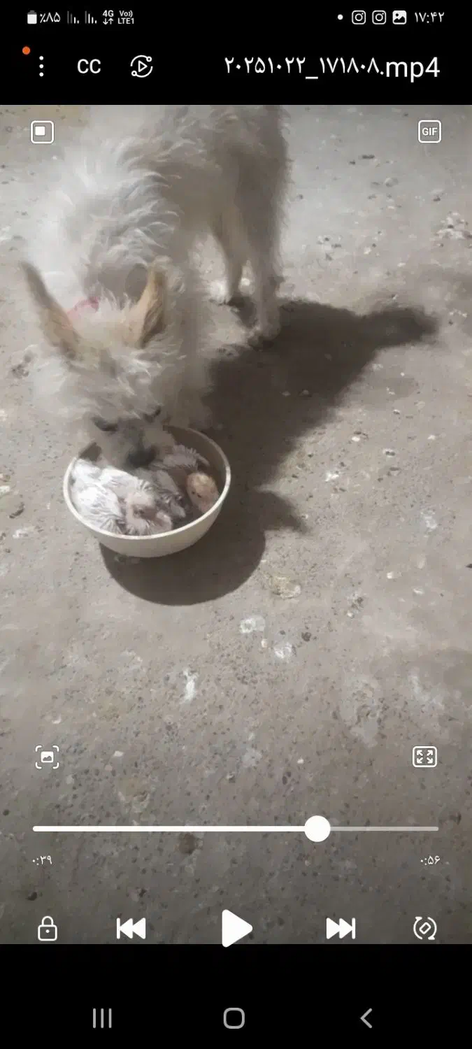 گم شده سگ|حیوانات|جیرفت, |دیوار