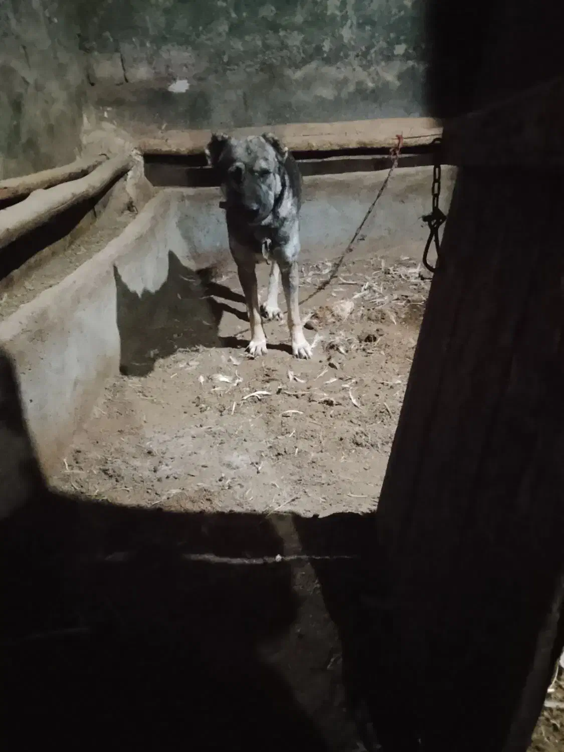 فروش|سگ|کشاورز, |دیوار