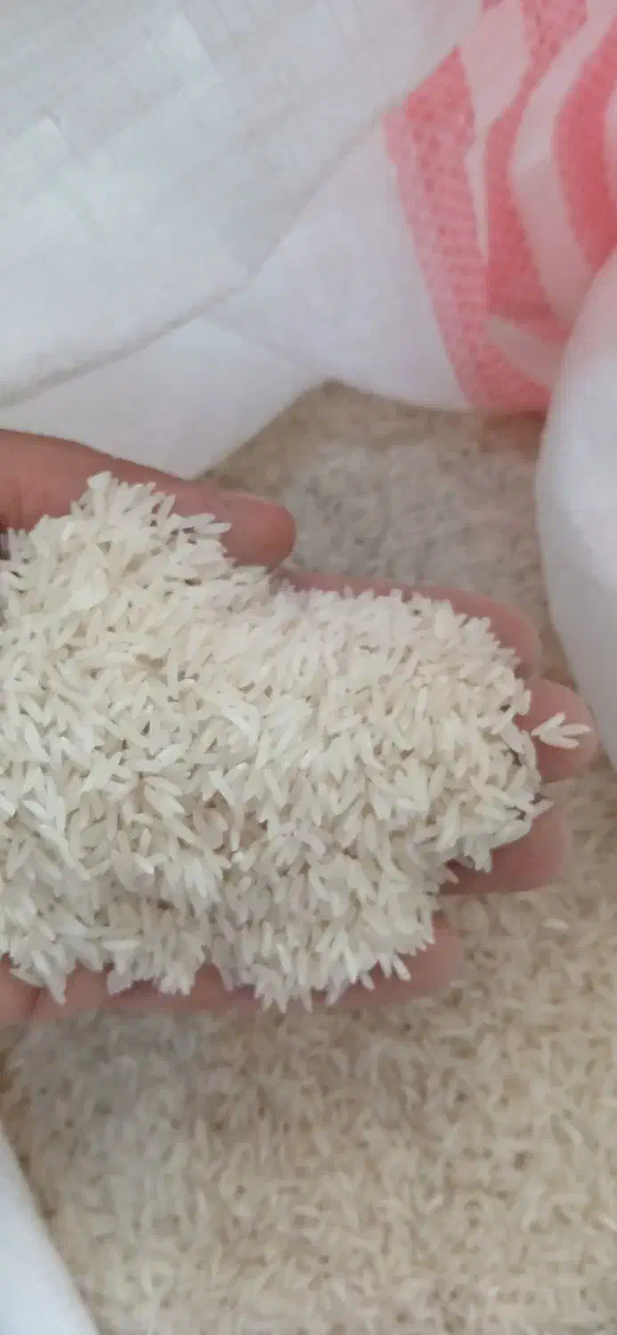 برنج طارم هاشمی ۲۵۵ت فجر ۱۷۵ت|خوردنی و آشامیدنی|آمل, |دیوار