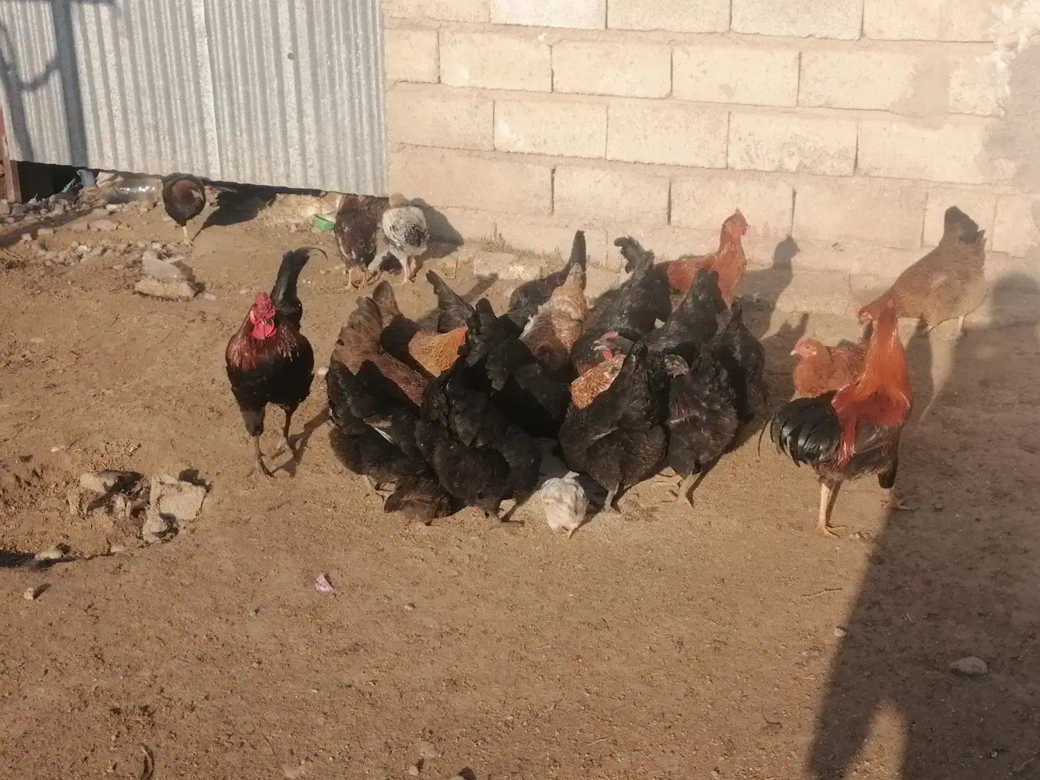 تخم مرغ محلی|حیوانات مزرعه|گنبد کاووس, |دیوار