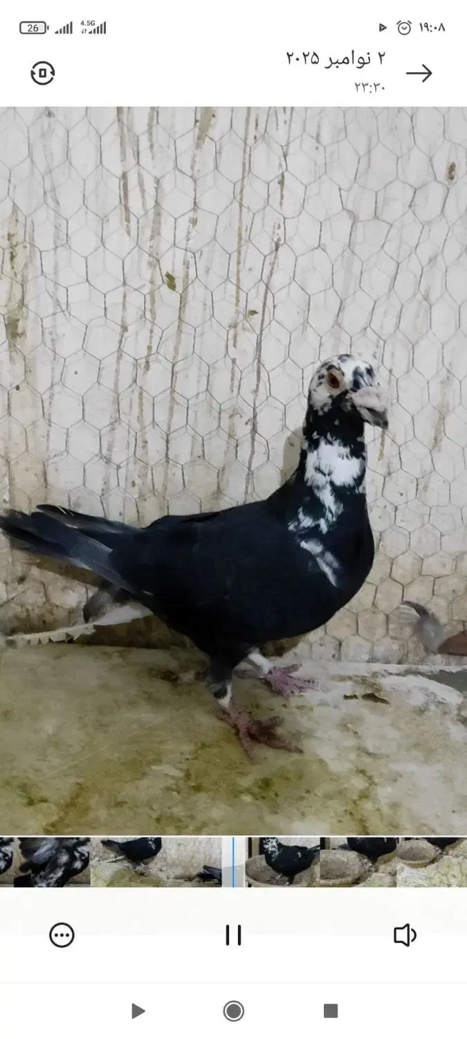 نرسوسکی بزک|پرنده|فرح دشت, |دیوار