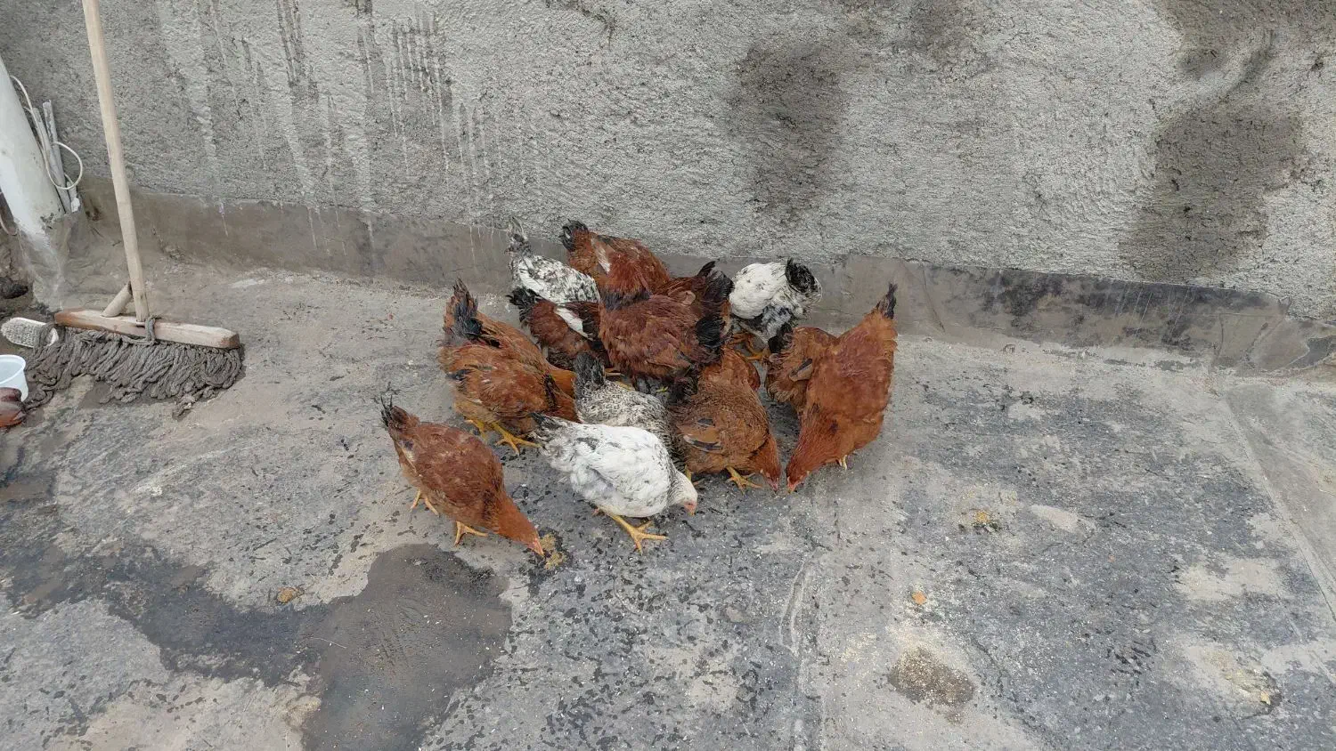 جوجه خروس و مرغ|حیوانات مزرعه|مشهد, یاس|دیوار