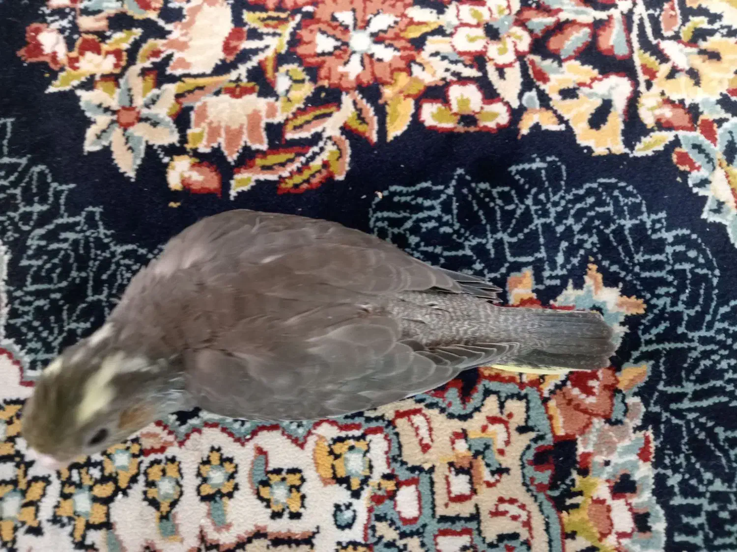 جوجه عروس هلندی و عروس هلندی جفت|پرنده|کرج, حصارک بالا|دیوار