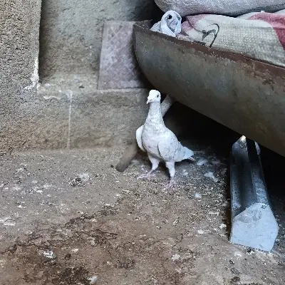 کبوتر|پرنده|دهدشت, |دیوار