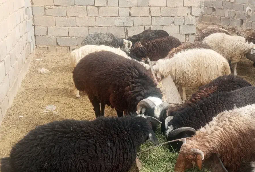 قوچ ترکی بذری و تعدادی بره قیمت توافقی|حیوانات مزرعه|داراب, |دیوار