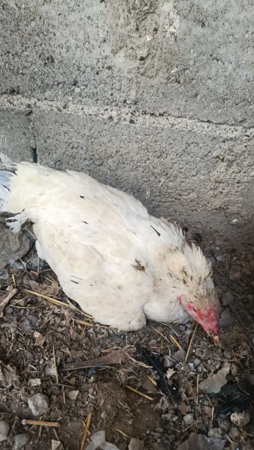 ماده کرچ بدون تخم|حیوانات مزرعه|میناب, |دیوار