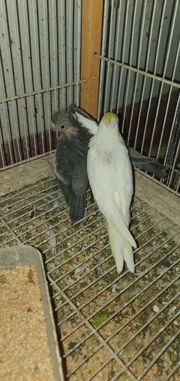 عروس هلندی سرلاکی|پرنده|کنگاور, |دیوار