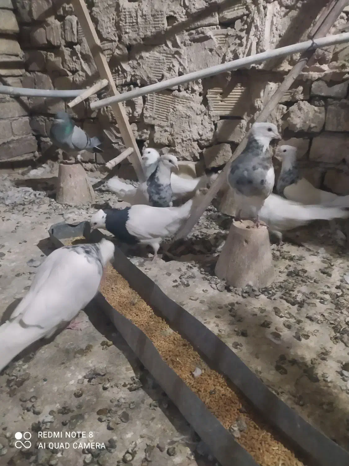 طوقی|پرنده|رودشت (اصفهان), |دیوار