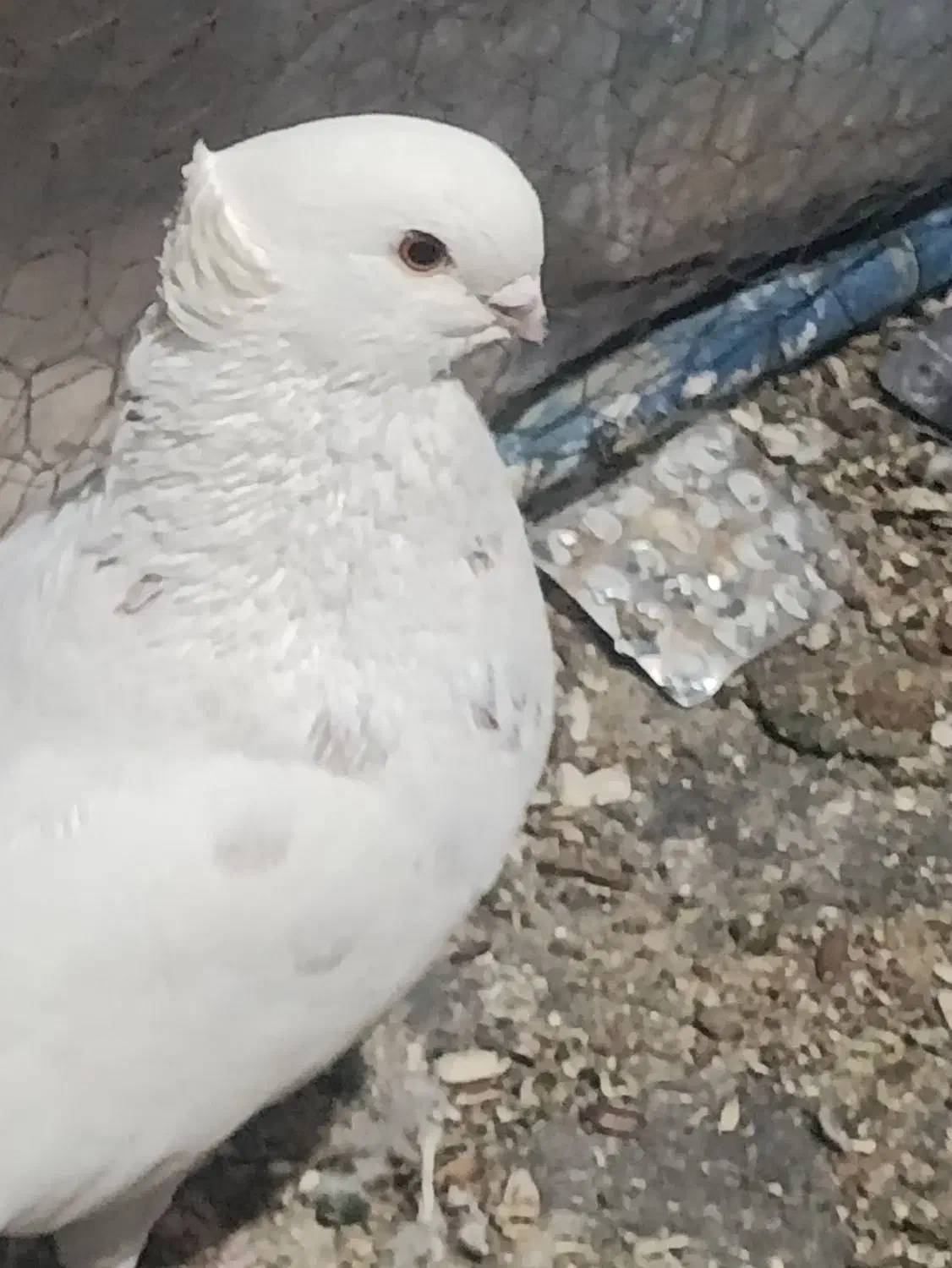 کبوتر|پرنده|سمنان, |دیوار