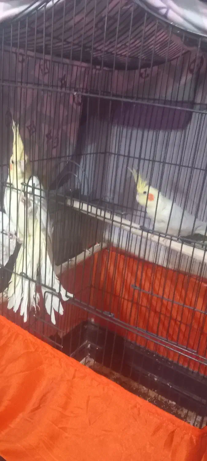 باسلام ۲ جفت عروس هلندی مولد|پرنده|ارومیه, |دیوار