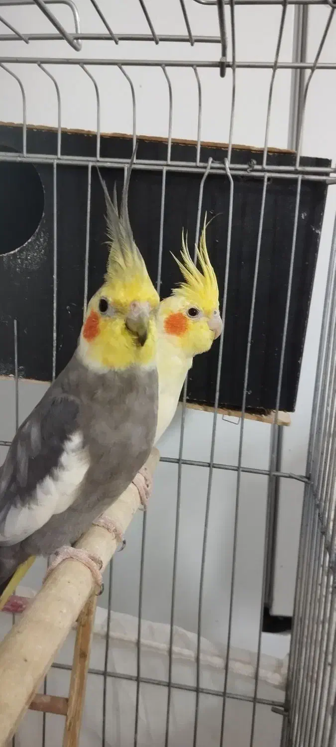 عروس هلندی با 3 تا جوجه|پرنده|کوهدشت, |دیوار